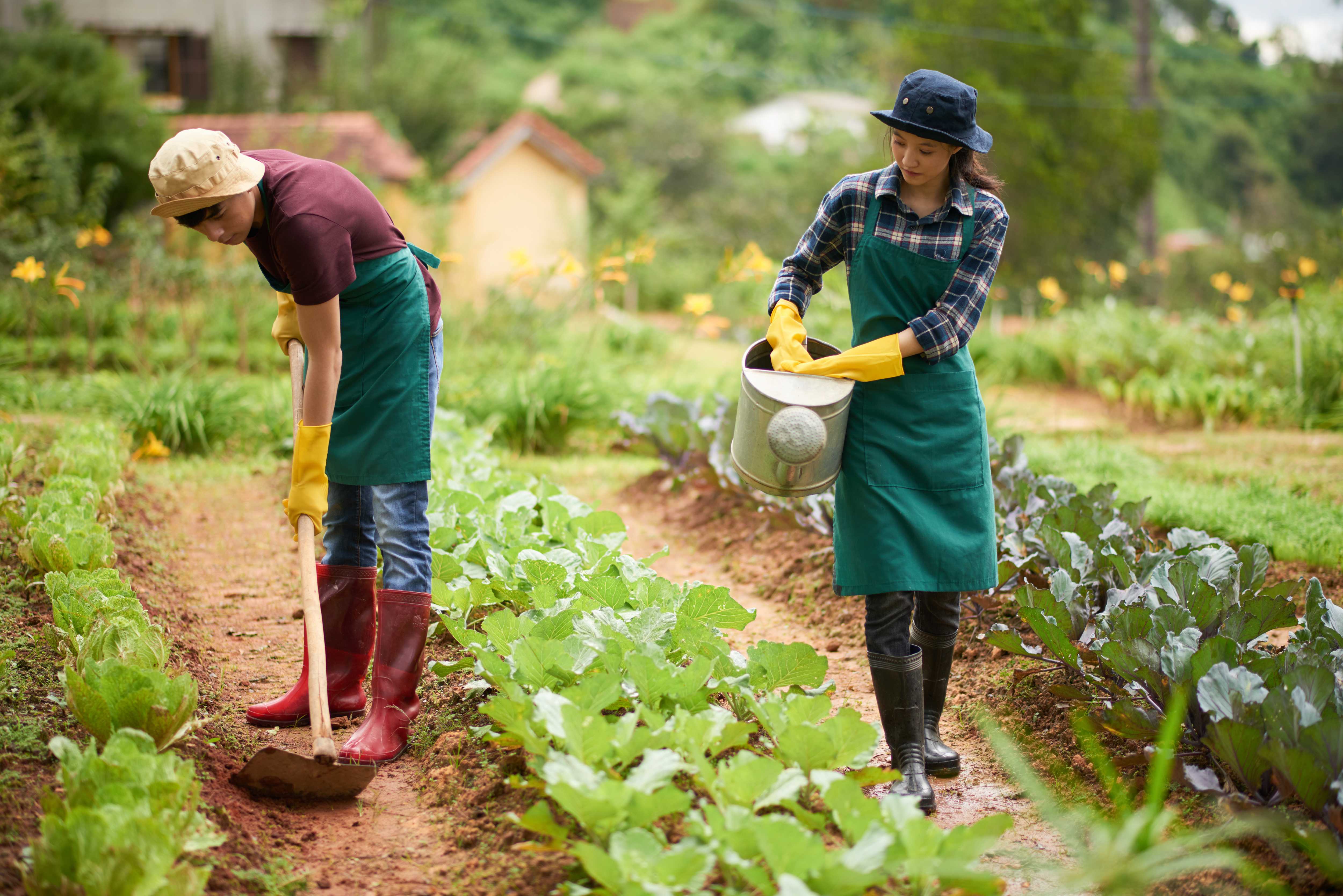 Asian farmers cultivating crops in a farm